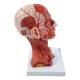 Nasco MG34921 Neck and Head Musculature Model, 10 Parts - Angle 3