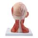 Nasco MG34921 Neck and Head Musculature Model, 10 Parts - Angle 4