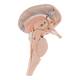 Nasco MG34921 Neck and Head Musculature Model, 10 Parts - Angle 6