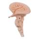 Nasco MG34921 Neck and Head Musculature Model, 10 Parts - Angle 7