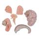 Nasco MG34921 Neck and Head Musculature Model, 10 Parts - Angle 9