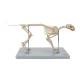 Nasco MG34922 Cat Skeleton Model - Angle 1