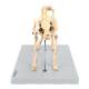 Nasco MG34922 Cat Skeleton Model - Angle 3