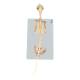 Nasco MG34922 Cat Skeleton Model - Angle 4