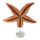 Nasco MG34923 Sea Star Anatomy Model, 4x Enlarged - Angle 3