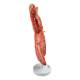 Nasco MG34923 Sea Star Anatomy Model, 4x Enlarged - Angle 4