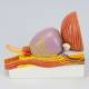Nasco MG34924 Prostate with Pathology Model - Side View