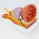 Nasco MG34924 Prostate with Pathology Model - Back Angle