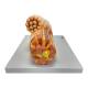 Nasco MG34954 Micro-Anatomy Cardiac Muscle Fiber Model, Enlarged - Right Angle