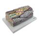 Nasco MG34955 Micro Anatomy Smooth Muscle Fiber Model, 10,000x Enlarged - Right Angle