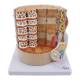Nasco MG35050 Micro Anatomy of Muscle Fiber Model, 10,000x Enlarged - Front View