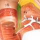 Nasco MG35391 Digestive System Model, 2 Parts - Angle 1 Close-up