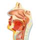 Nasco MG35391 Digestive System Model, 2 Parts - Internal