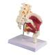 Nasco MG35509 Hip with Muscles and Sciatic Nerve Model - Back View