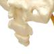 Nasco MG35509 Hip with Muscles and Sciatic Nerve Model - Angle 3