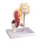 Nasco MG35509 Hip with Muscles and Sciatic Nerve Model - Front View