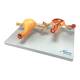 Nasco MG35528 Healthy and Pathological Uterus Models - Left Angle