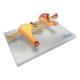 Nasco MG35528 Healthy and Pathological Uterus Models - Right Angle