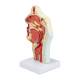Nasco MG35531 Nasal and Oral Cross-Section Pathology Model, Back Left View