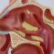 Nasco MG35531 Nasal and Oral Cross-Section Pathology Model, Close-up View