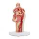 Nasco MG35531 Nasal and Oral Cross-Section Pathology Model, Front Left View