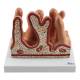 Nasco MG35533 Micro Anatomy Intestinal Villus Model, 400x Enlarged - Front View