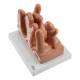 Nasco MG35533 Micro Anatomy Intestinal Villus Model, 400x Enlarged - Left Angle
