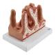 Nasco MG35533 Micro Anatomy Intestinal Villus Model, 400x Enlarged - Right Angle