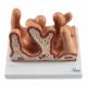 Nasco MG35533 Micro Anatomy Intestinal Villus Model, 400x Enlarged - Top View