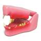 Nasco MG35593 Feline Jaw with Pathology Model - Angle 2
