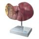 Nasco MG36148 Liver Section with Pathology Model - Front View