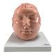 Nasco MG36150 Brain with Arteries Model, 9 Parts - Angle 1