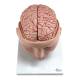 Nasco MG36150 Brain with Arteries Model, 9 Parts - Angle 2