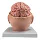 Nasco MG36150 Brain with Arteries Model, 9 Parts - Angle 5