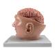 Nasco MG36150 Brain with Arteries Model, 9 Parts - Angle 4