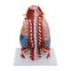 Nasco MG36904 Thoracic Cavity Model, 16-Part, Back View