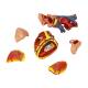 Nasco MG36904 Thoracic Cavity Model, 16-Part, Heart and Vascular Parts