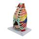Nasco MG36904 Thoracic Cavity Model, 16-Part, Left Angle View