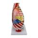 Nasco MG36904 Thoracic Cavity Model, 16-Part, Right Side View