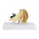 Nasco MG36905 Ear Model, Back View