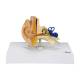 Nasco MG36905 Ear Model, Front View