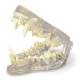 Nasco MG36906 Healthy Canine Jaw Model