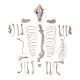 Nasco MG36996 Dog Skeleton Model, Unmounted - Angle 1
