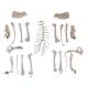Nasco MG36996 Dog Skeleton Model, Unmounted - Angle 2