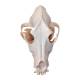 Nasco MG36996 Dog Skeleton Model, Unmounted - Angle 3