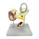 Nasco MG38391 Auditory Bones, Tympanic Membrane, and Cochlea Model, 18x Enlarged, 3 Parts, Back View