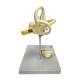 Nasco MG38391 Auditory Bones, Tympanic Membrane, and Cochlea Model, 18x Enlarged, 3 Parts, Left Side View