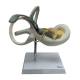 Nasco MG38393 Cochlea Model, 8x Enlarged, 2 Parts, Front View