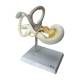 Nasco MG38393 Cochlea Model, 8x Enlarged, 2 Parts, Left Angle View