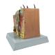 Nasco MG38397 Skin Section Model, 35x Enlarged - Left Angle Back View